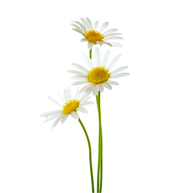 Daisy.jpg