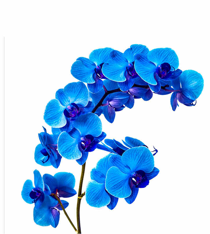 Orchid.jpg