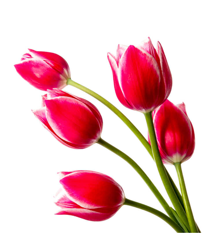 Tulip.jpg